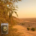 Desert Sangari.webp